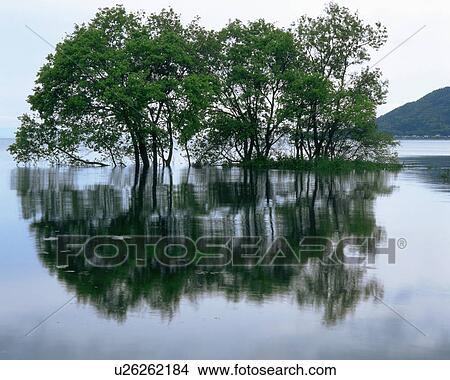 Front view of a tree amidst lake View Large Photo Image Picture - Front view of a tree amidst lake. Fotosearch