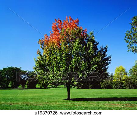 Front view of a tree bearing colorful leaves on a sunny day View Large Photo Image Stock Photograph - Front view of a tree bearing colorful leaves on a sunny day. Fotosearch