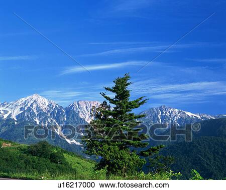 Front view of the pine tree with snow clad mountains at background View Large Photo Image Stock Image - Front view of the pine tree with snow clad mountains at background. Fotosearch