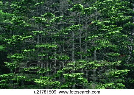 Front view of woods View Large Photo Image Stock Photo - Front view of woods. Fotosearch