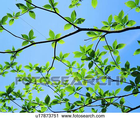 Stock Image - Green leaves on branches. Fotosearch
