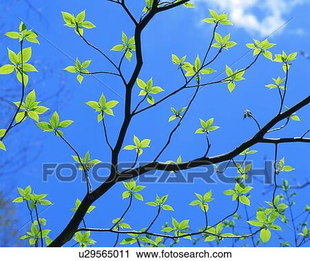 Green leaves on branches View Large Photo Image Stock Image - Green leaves on branches. Fotosearch