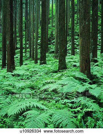 Green plants and trees seen in woods View Large Photo Image Picture - Green plants and trees seen in woods. Fotosearch