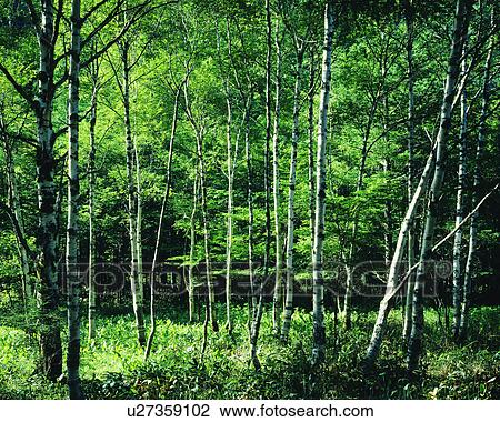 Green plants and trees seen in woods View Large Photo Image Stock Image - Green plants and trees seen in woods. Fotosearch
