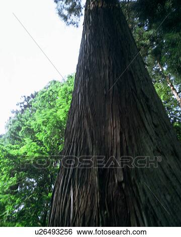 Stock Photograph - Low angle view of a tall tree. Fotosearch
