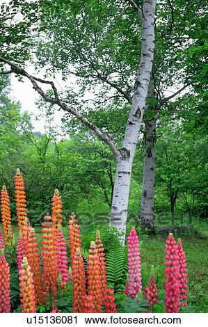 Lupines and white birch tree View Large Photo Image Stock Image - Lupines and white birch tree. Fotosearch