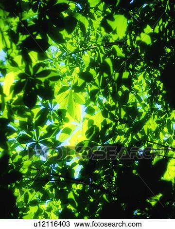 Sunlight falling on green leaves of a tree View Large Photo Image Stock Image - Sunlight falling on green leaves of a tree. Fotosearch