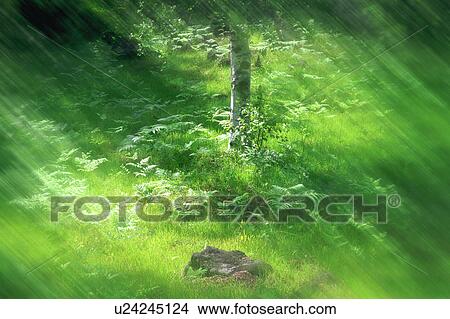 Sunrays falling on trees and plants View Large Photo Image Picture - Sunrays falling on trees and plants. Fotosearch