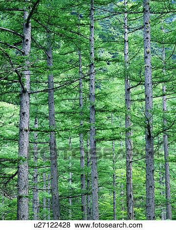 Tall slender trunks of trees are seen during the day View Large Photo Image Stock Photo - Tall slender trunks of trees are seen during the day. Fotosearch