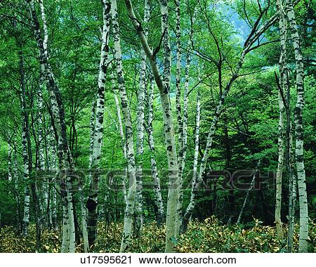 Tall slender trunks of trees View Large Photo Image Stock Image - Tall slender trunks of trees. Fotosearch
