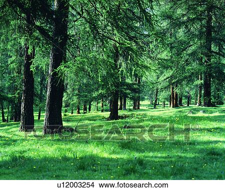 Tiny yellow flowers seen in grass amidst trees View Large Photo Image Picture - Tiny yellow flowers seen in grass amidst trees. Fotosearch