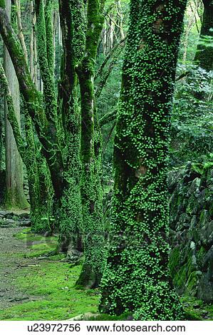 Tree trunks with green moss View Large Photo Image Stock Photograph - Tree trunks with green moss. Fotosearch