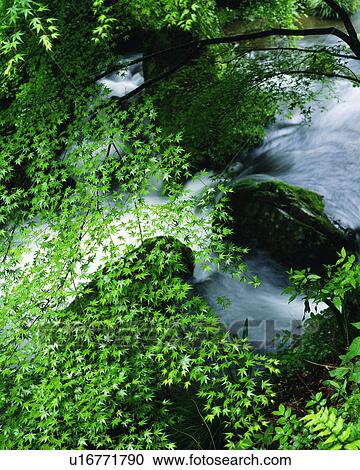 Trees bearing green leaves over a river View Large Photo Image Stock Image - Trees bearing green leaves over a river. Fotosearch