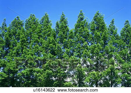 Trees bearing green leaves seen against sky on a sunny day View Large Photo Image Stock Image - Trees bearing green leaves seen against sky on a sunny day. Fotosearch