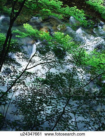 Stock Image - Trees bearing green leaves seen over a river. Fotosearch