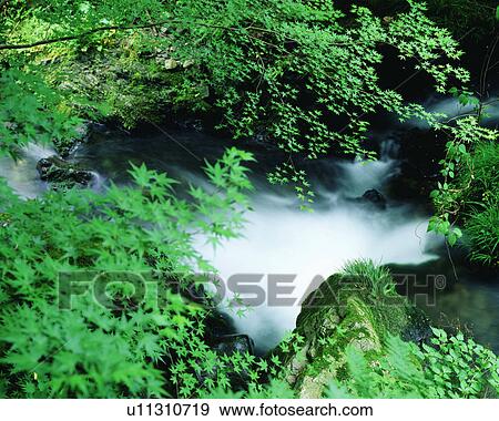 Trees bearing green leaves seen over a river View Large Photo Image Stock Photo - Trees bearing green leaves seen over a river. Fotosearch