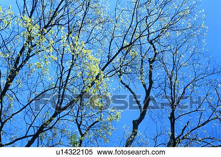 Stock Photography - Trees bearing tiny leaves. Fotosearch