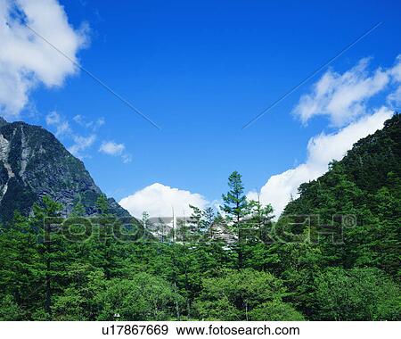 Trees in a mountain View Large Photo Image Stock Photo - Trees in a mountain. Fotosearch