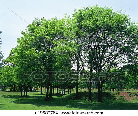 Picture - Trees in a park. Fotosearch