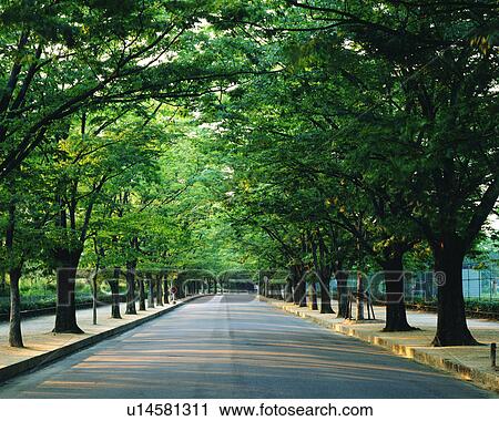 Trees lined at side of a road View Large Photo Image Stock Image - Trees lined at side of a road. Fotosearch