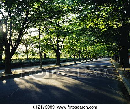Trees lined at side of a road View Large Photo Image Stock Photo - Trees lined at side of a road. Fotosearch