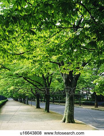 Trees lined at side of a road View Large Photo Image Stock Photo - Trees lined at side of a road. Fotosearch