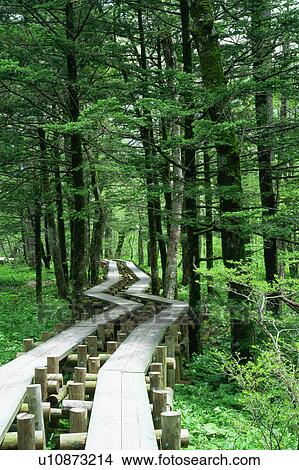Picture - Two parallel paths run amidst woods. Fotosearch