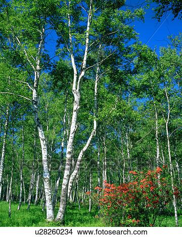 Verdure of trees seen during a day View Large Photo Image Picture - Verdure of trees seen during a day. Fotosearch