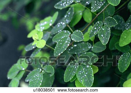 Stock Image - Water droplets seen on green leaves. Fotosearch
