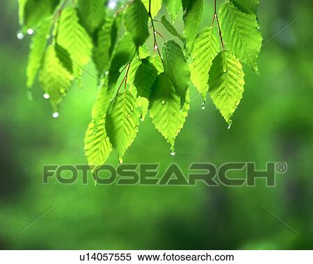Water droplets seen on green leaves View Large Photo Image Stock Photography - Water droplets seen on green leaves. Fotosearch