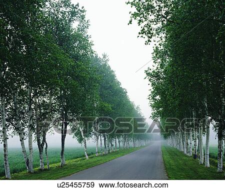 White birch trees aligned along a road View Large Photo Image Stock Photo - White birch trees aligned along a road. Fotosearch