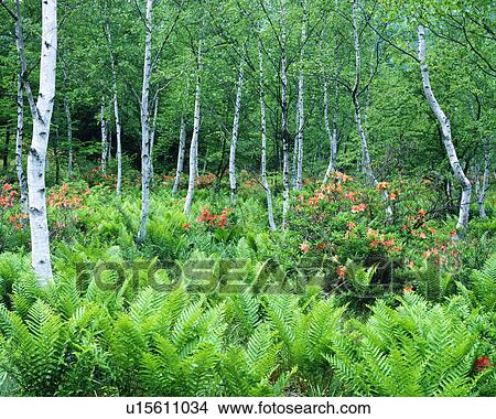 White birch trees in a forest View Large Photo Image Picture - White birch trees in a forest. Fotosearch