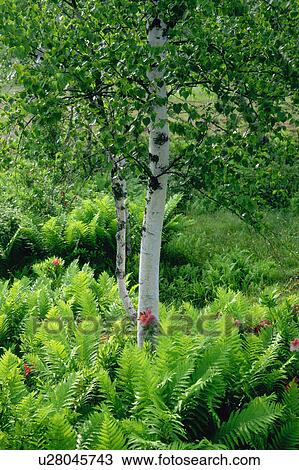 White birch trees in a forest View Large Photo Image Stock Image - White birch trees in a forest. Fotosearch