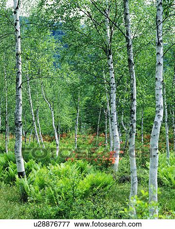 White birch trees in a forest View Large Photo Image Stock Photo - White birch trees in a forest. Fotosearch