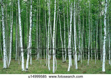 White birch trees in a forest View Large Photo Image Stock Photography - White birch trees in a forest. Fotosearch