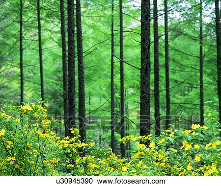 Stock Image - Yellow flowers seen in front of the trees. Fotosearch