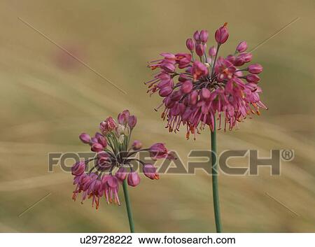 Allium thunbergii, close-up View Large Photo Image Stock Image - Allium thunbergii, close-up. Fotosearch