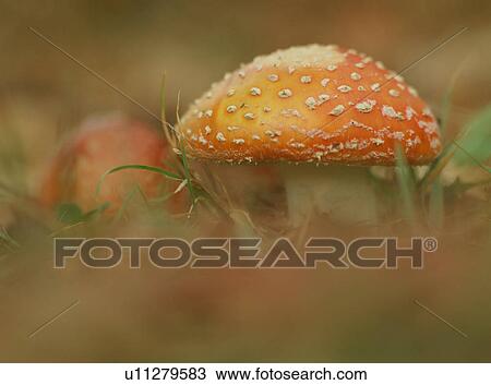 Amanita Muscaria, close-up View Large Photo Image Stock Image - Amanita Muscaria, close-up. Fotosearch