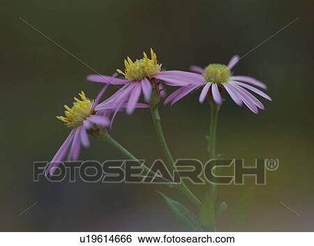 Aster ageratoides var. ovatus, close-up View Large Photo Image Stock Photograph - Aster ageratoides var. ovatus, close-up. Fotosearch