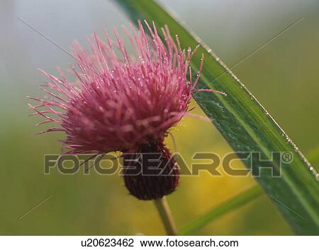Stock Image - Blossom close up. Fotosearch