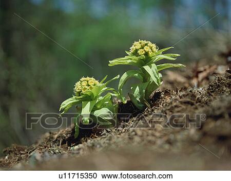 Butterbur sprout View Large Photo Image Stock Image - Butterbur sprout. Fotosearch