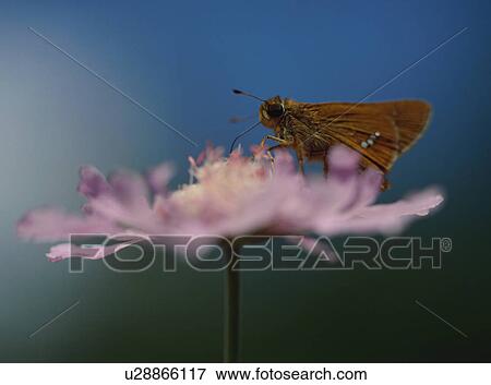 Stock Photo - Butterfly on flower, Erynnis montanus . Fotosearch