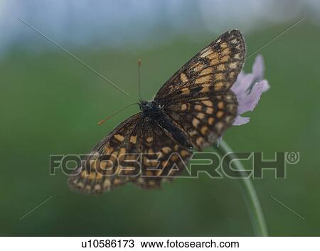 Butterfly on Plant, Japan, close-up View Large Photo Image Stock Image - Butterfly on Plant, Japan, close-up. Fotosearch
