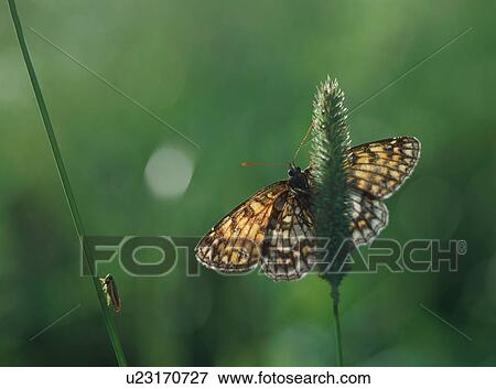 Butterfly on Plant, Japan View Large Photo Image Stock Photo - Butterfly on Plant, Japan. Fotosearch
