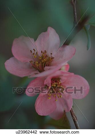 Chaenomeles japonica, close-up View Large Photo Image Stock Image - Chaenomeles japonica, close-up. Fotosearch