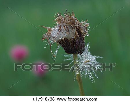 Cirsium japonicum, close-up View Large Photo Image Stock Photo - Cirsium japonicum, close-up. Fotosearch
