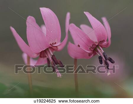 Close-up of Japanese dog's tooth violet View Large Photo Image Stock Photography - Close-up of Japanese dog's tooth violet. Fotosearch