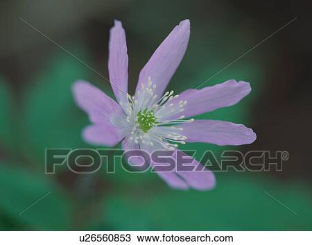 Close-up of purple flower, anemone pseudoaltaica View Large Photo Image Stock Image - Close-up of purple flower, anemone pseudoaltaica. Fotosearch