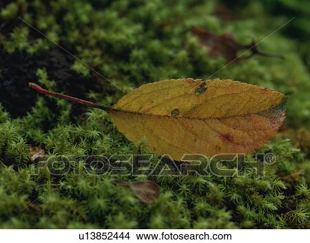 Picture - Close-up of yellow leaf. Fotosearch