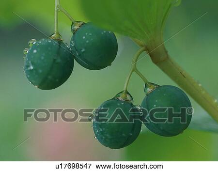 Close-up to berries View Large Photo Image Stock Photo - Close-up to berries . Fotosearch